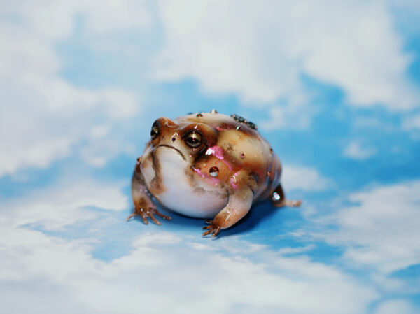 Grumpy The Little Rain Frog OOAK Art Piece